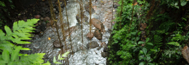 A river with overhanging vines