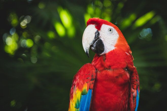 Red macaw in the rainforest