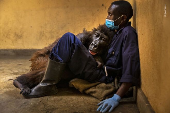 A gorilla's last moment spent with his caretaker