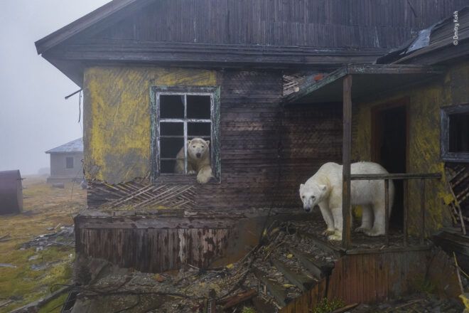 Polar bears venturing around a house