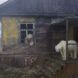 Polar bears venturing around a house