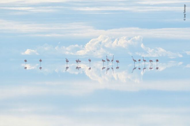 Surreal scene of flamingos in water reflecting the sky