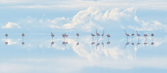 Flamingos in Bolivia standing in water with a cloudy sky reflecting above and below