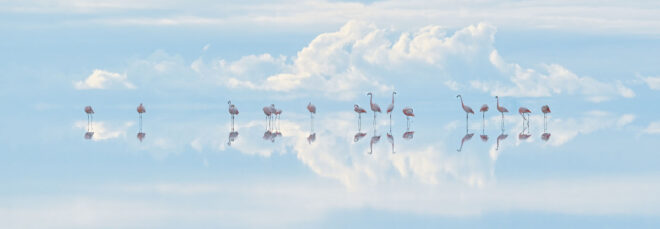 Flamingos in Bolivia standing in water with a cloudy sky reflecting above and below