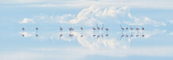 Flamingos in Bolivia standing in water with a cloudy sky reflecting above and below