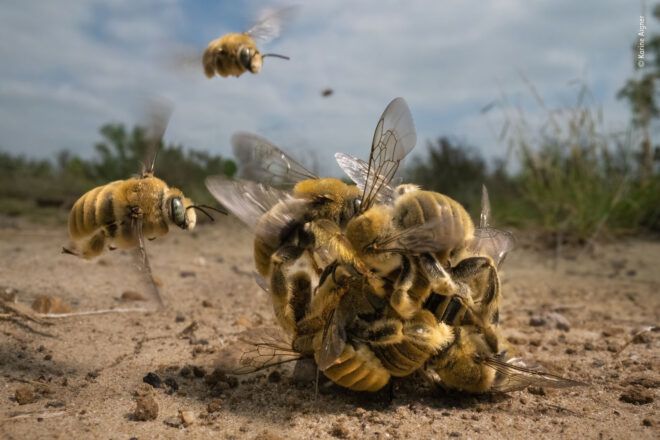 Bees in a clump vying to mate