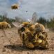 Bees in a clump vying to mate