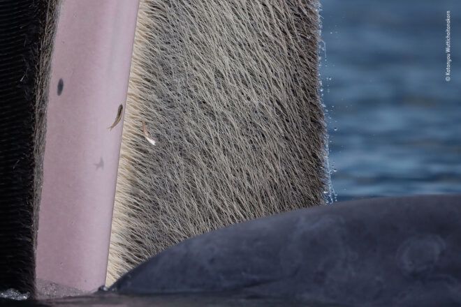 Incredible view of the inside of a whale's mouth