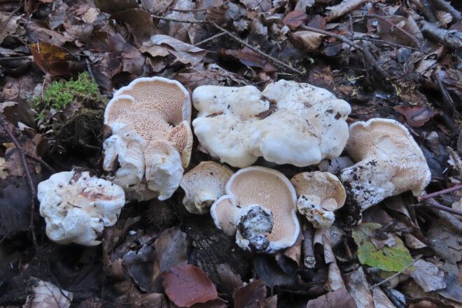 White and beige lumpy mushroom on forest floor