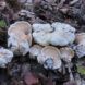 White and beige lumpy mushroom on forest floor