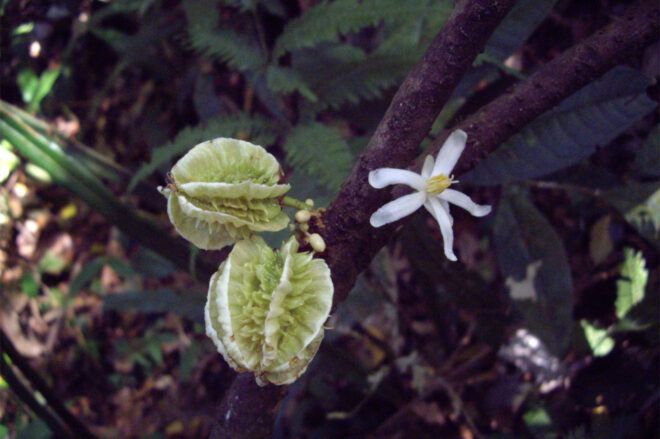 Green rippled pods and white flower on a branch