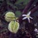 Green rippled pods and white flower on a branch