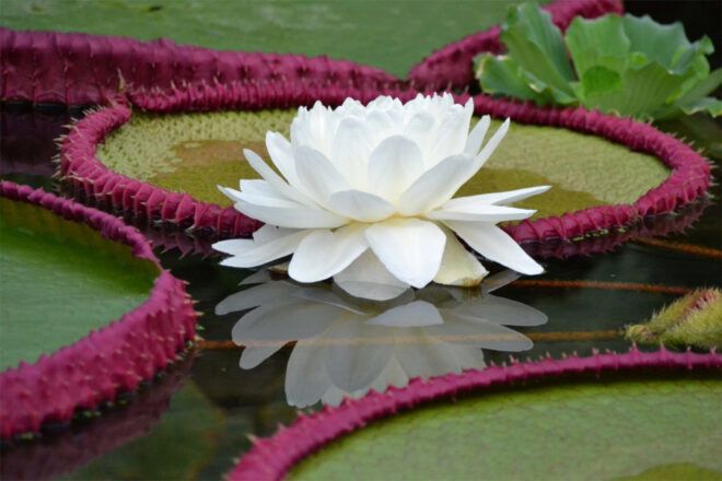 Large white waterlily floating in a pond