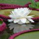 Large white waterlily floating in a pond