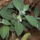 Close up of a plant with a pastel purple and white flower