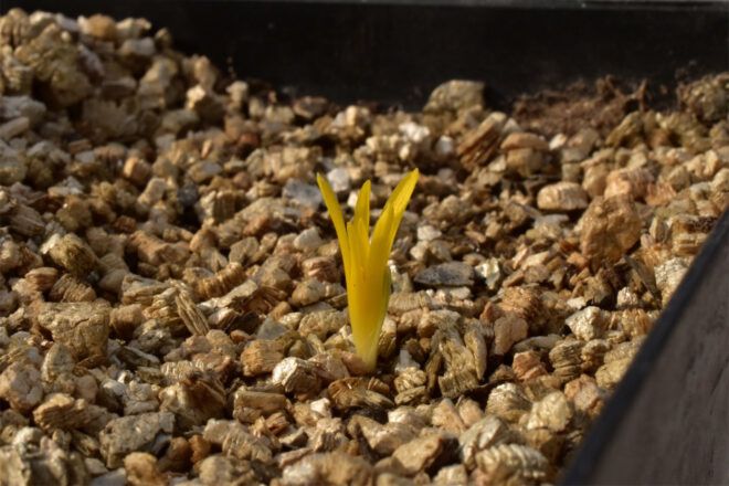 Single yellow daffodil growing in a bed of pebbles