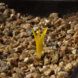 Single yellow daffodil growing in a bed of pebbles