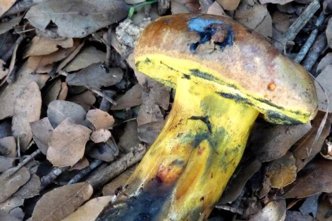 Large yellow and brown mushroom with dark indigo stains