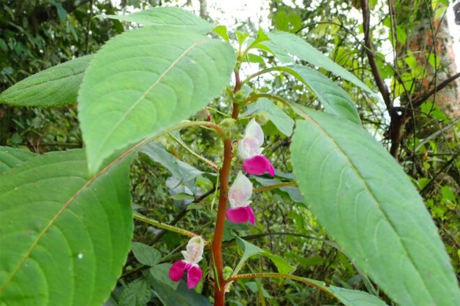 Flowering plant with magenta and white flowers