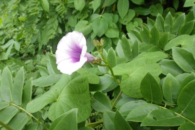 Flowering plant with pastel purple flower