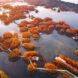 A floating park on a river