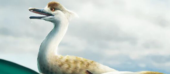 A drawing of a duck-like creature floating on a waterbank