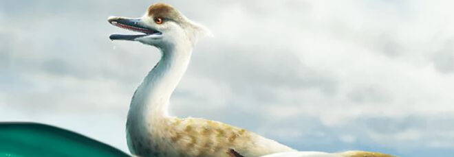 A drawing of a duck-like creature floating on a waterbank