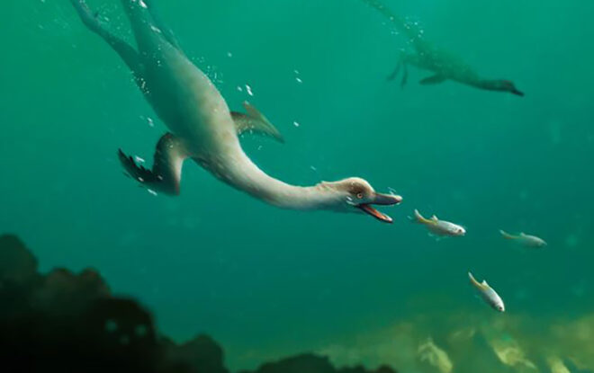 A drawing of a duck-like creature floating above the surface of water and swimming below it