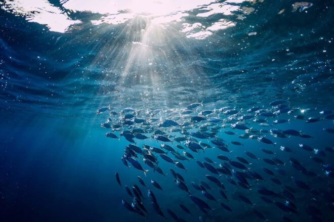 A school of fish swimming underwater