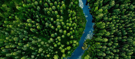 A forest range with a river running through it