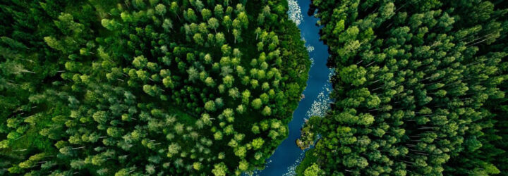 A forest range with a river running through it