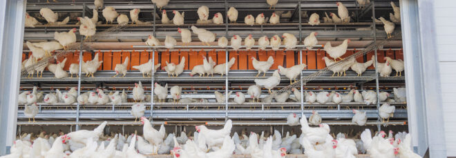 Rows of chicken on a metal rack