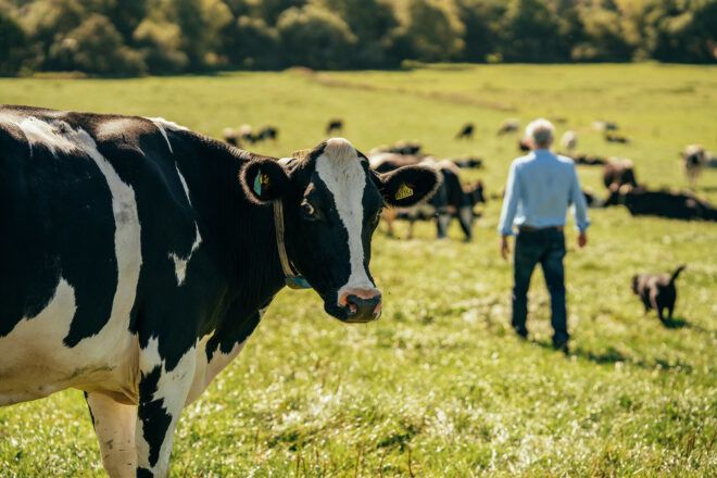 A field of cows with a man standing to his back to the camera