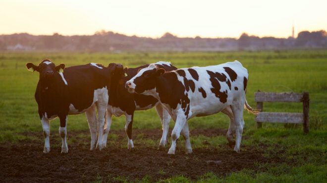 Two cows on a field during sunset time