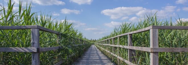 A wooden pathway and fencing cutting in a field of corn