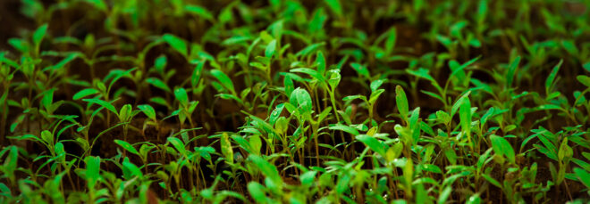 A bunch of green sprouts from soil