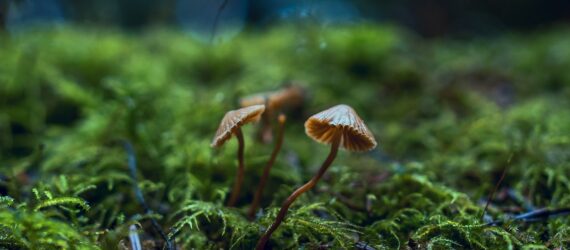 Mushroom growing from a mossy floor