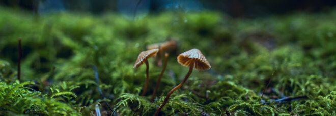 Mushroom growing from a mossy floor
