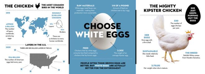 A diagram about the carbon neutral egg
