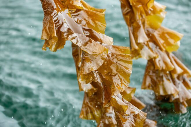 Two strands of seaweed pulled above an ocean