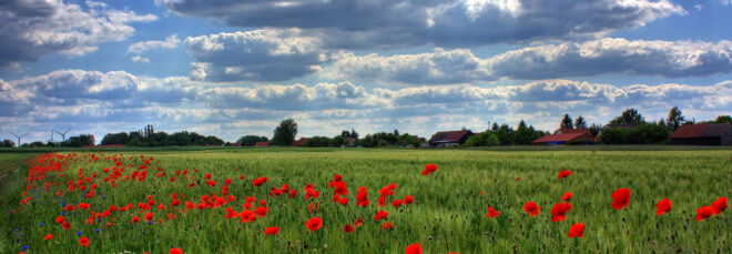 A field with orange poppy flowers amidst a blue sky filled with clouds