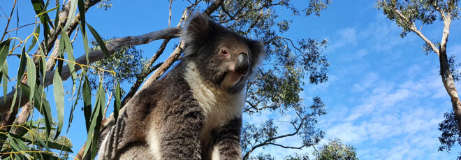 A koala sitting in a tree