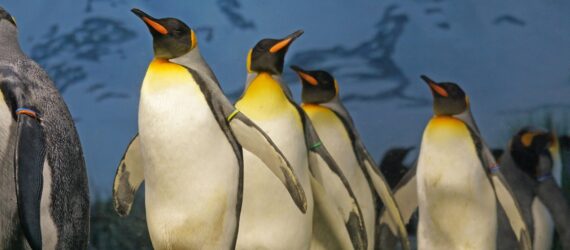 A line of penguins