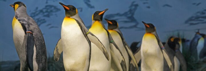 A line of penguins