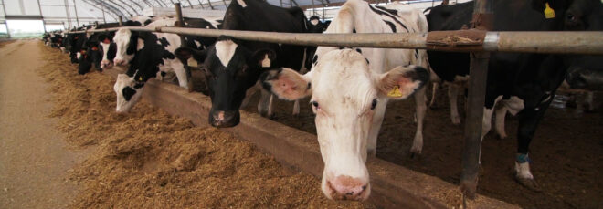 A row of cows in a farm