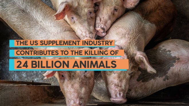 A picture of pigs crowded in a pen with words over it that reads "The U.S. supplement industry contributes to killing of 24 billion animals"