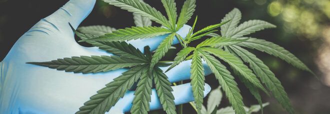 A light blue gloved hand holding to three leaves of hemp