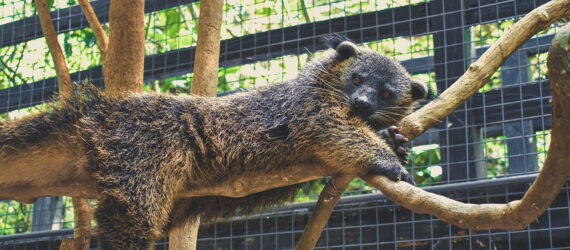A fuzzy creature that looks like a small bear lays on a branch in a caged area