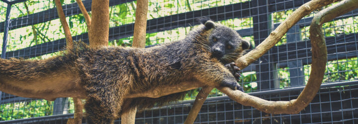 A fuzzy creature that looks like a small bear lays on a branch in a caged area