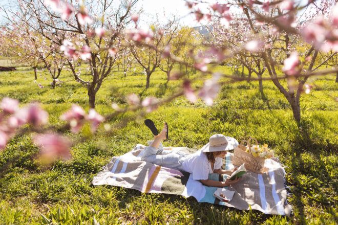 A person laying on a blanket reading a book in the midst of cherry blossom grove